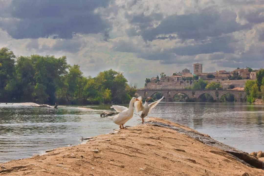 A Los Ojos Del Rio Duero ثامورا المظهر الخارجي الصورة